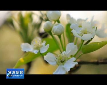 随手拍：千亩梨花绽放时