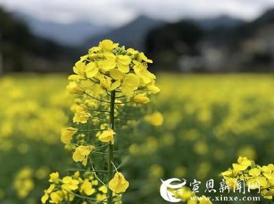 油菜花开美如画