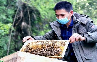 ​布袋溪村：走在产业兴旺的路上