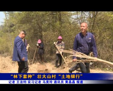 “林下套种”壮大山村“土地银行”