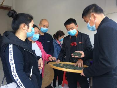 ​恩施硒茶大市场销量实现“开门红”