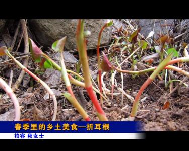 【随手拍】春季里的乡土美食——折耳根
