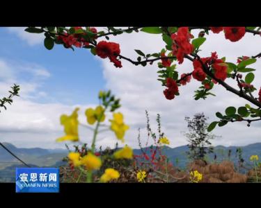 【随手拍】海棠花开春意浓