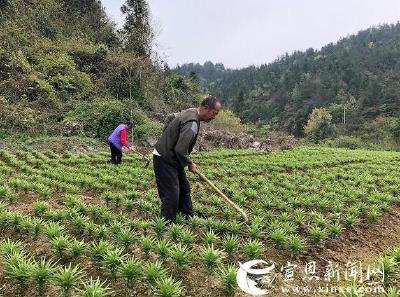 中药材管护正当时