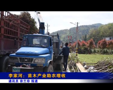 李家河：苗木产业助农增收