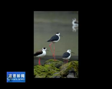 随手拍：鸟界“超模”黑翅长脚鹬现身宣恩“秀”美腿