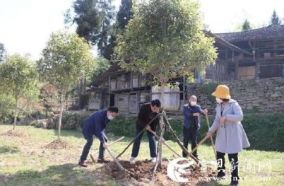  扶贫点上植树添绿美家园