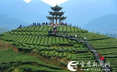 宣恩之春 群鸟栖息 生态和谐