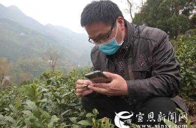 “茶医生”入茶园 为茶叶“把脉问诊”