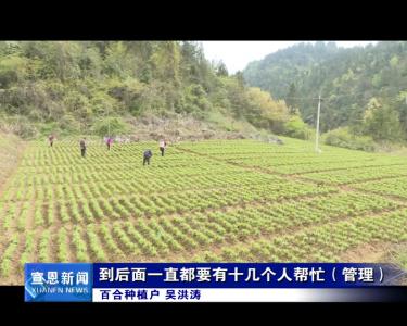 晓关：药材基地忙管护