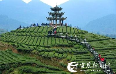 春风拂来贡茶香  ​​——从硒茶交易市场开市看宣恩茶产业发展变迁