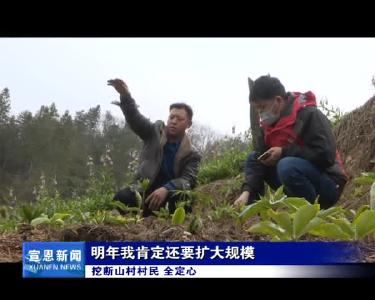 椿木营：小药材撑起致富大产业