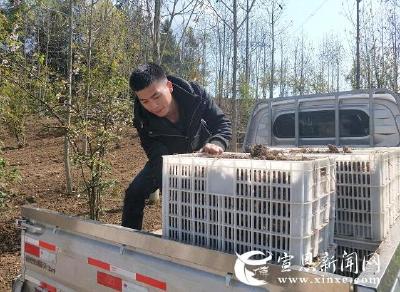 张官药材香 基地增收忙
