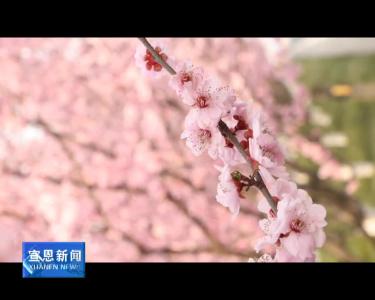 随手拍：阳春三月百花美 无限风光在眼前