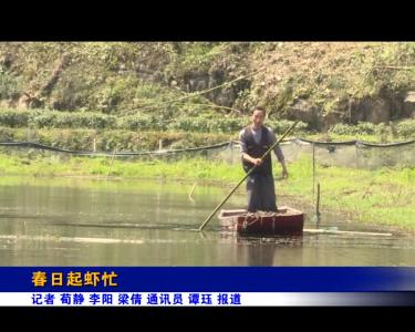 《记者驻乡村》春日起虾忙
