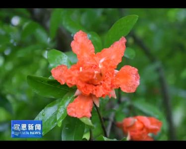 随手拍：石榴花开惹人爱