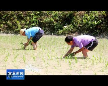 随手拍：乡村插秧忙 洒下新希望