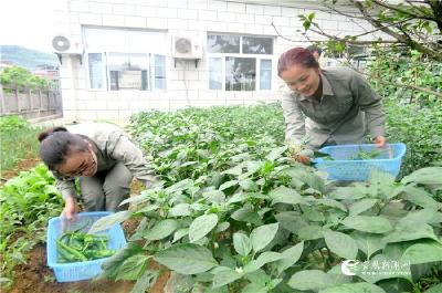 ​“温馨小菜园”提升电力职工幸福感