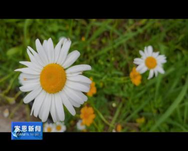 随手拍：雏菊花开扮靓乡村公路