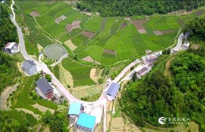 ​石马村：狠抓产业发展 实现乡村蝶变