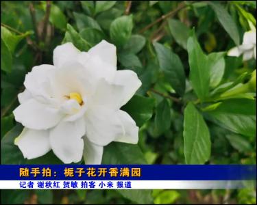 随手拍：栀子花开香满园