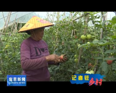 《记者驻乡村》金陵寨村：大棚内外蔬果香