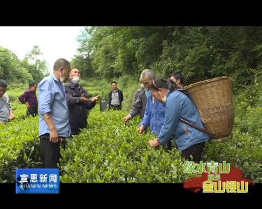 《绿水青山就是金山银山》万寨：有机茶园吐芬芳