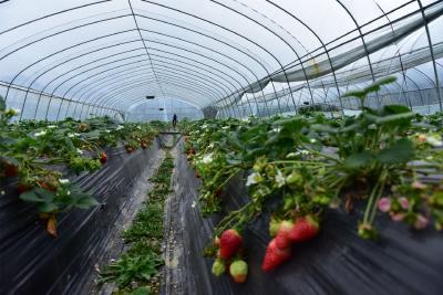 生态草莓园喜获丰收 备受游客亲睐