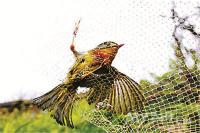 鄂州市森林公安局及时排查拆除捕鸟网