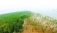 鄂城区提前完成今明两年植树造林任务