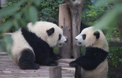大熊猫“降级”？一场误解