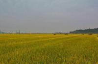 水稻新品种“楚粳37号”百亩方测产：平均亩产995公斤