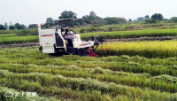 碧石渡镇种植大户正在抢晴收割中稻