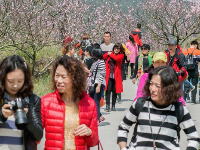 “花经济”火了乡村游