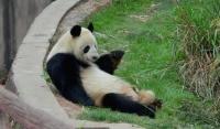 遭不明动物攻击 大熊猫“和盛”野化放归期间死亡