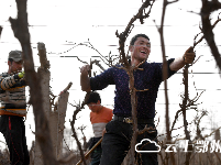   新疆吐鲁番：葡萄开墩上架