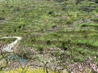 “花经济”火了乡村游