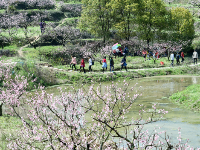 “花经济”火了乡村游