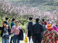 “花经济”火了乡村游