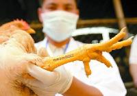 港大研究团队发现H7N9禽流感能感染人类的秘密