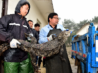    “鳄鱼湖”迎来“搬家季”