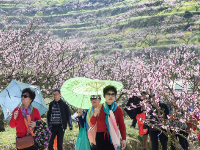 “花经济”火了乡村游