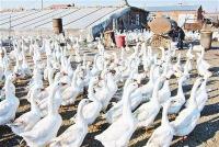 鄂州召开畜禽养殖“三区”达标整治工作推进会