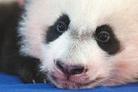 中国熊猫在美国被虐？挨饿？遭电击？没这回事！