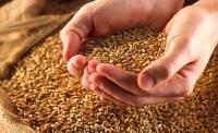 鄂州市今年小麦最低收购价是多少？看这里！