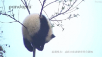 国际FUN|胖达天生是“网红”！这几只熊猫是外媒的心头好