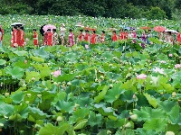 东沟茅圻:醉美荷花，荷您共享
