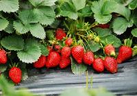 【来自田园村庄的美】草莓“经纪人” 
