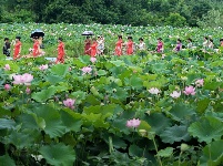 东沟茅圻:醉美荷花，荷您共享
