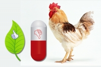 麦当劳全球停用“抗生素鸡” 中国不在第一批名单中